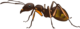 Dezynsekcja zwalczanie mrówek w warszawie